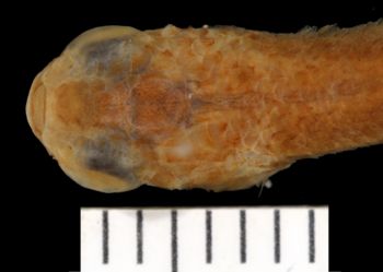 Media type: image;   Ichthyology 6395 Aspect: dorsal head